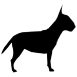 Elevage de Bull Terriers Miniature
