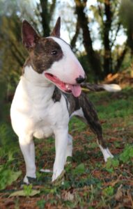 bull terrier miniature