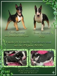 chiots bull terrier miniature