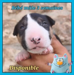 CHIOT BULL TERRIER MINIATURE DISPONIBLES
